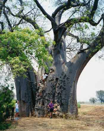 Monster Bayobob tree