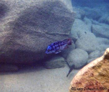 Protomelas taeniolatus "fire blue hap" Chinyamwezi Rocks