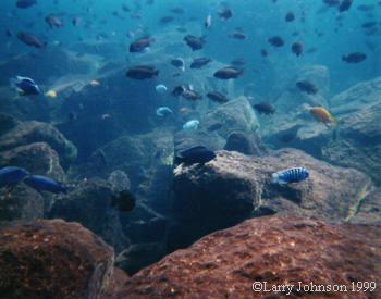 Minos Reef,crystal clear waters with 100 ft + visibility
