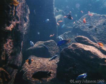 fabulous rock formations,teaming with fish