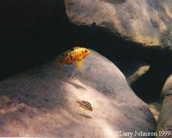 "OB" Tropheops male