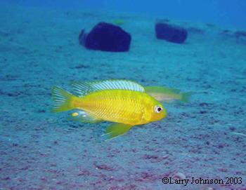 Tropheop sp."chitimba bay deep"