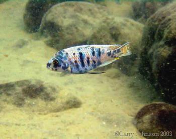 Metriclima zebra"OB",Makanila Bay