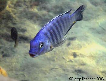 Petrotilapia sp."orange pelvic" Makanila Bay