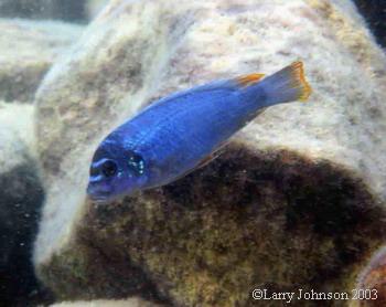 Ps.Sp."aggressive yellow fin"Makanila Bay