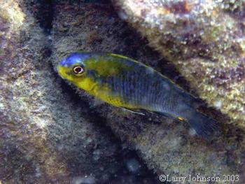 Tropheops sp."makanila bay"