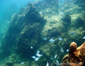 School of Metriclima callianos,Mbowe Island