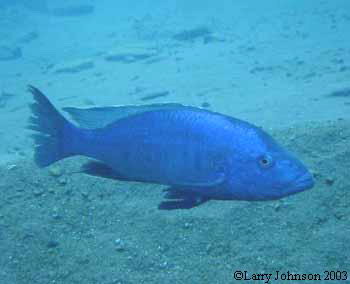 Dimidochromis kwinge,Mbowe Island