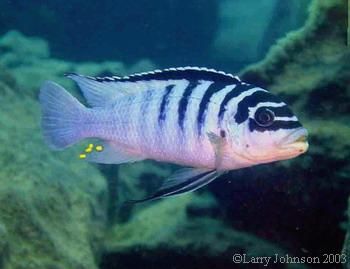 Metriclima Zebra "chilumba type" from Mdoka