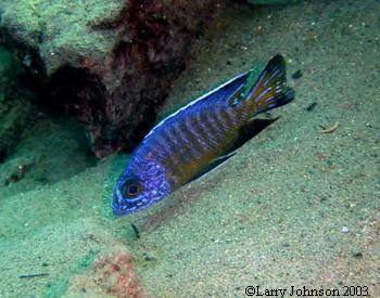 Aulonocara stuartgranti"sanga"