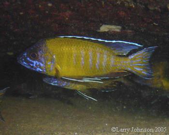 Aulonocara stuartgranti "ussisya"