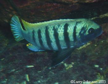 Metriclima Zebra "blackmask hermani" Liwelo Rocks