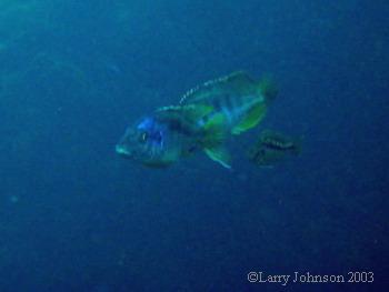 Mylochromis incola, two sparring males