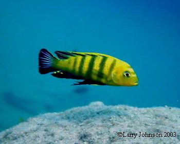 Cynotilapia afra "Sanga",Lions Cove type