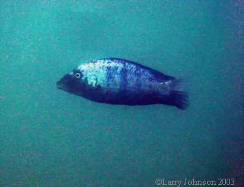 Fossorochromis rostratus,male at Tchinga Reef