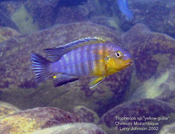  Mbunas over the rocky boulder area close to shore