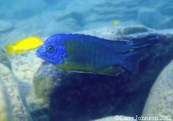 Protomelas sp "steveni' over the rocky drop off