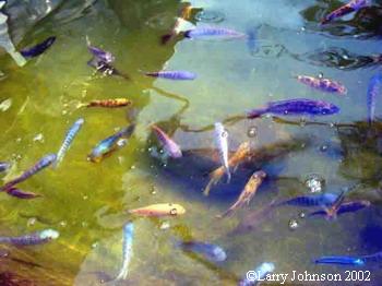 unusual to have so many species in one vat