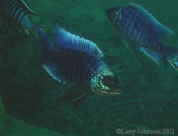 Copadichromis verduyni