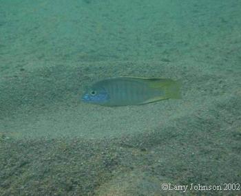 Lethrinops sp. in sand nest