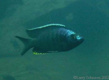 Copadichromis sp."three spot eastern"
