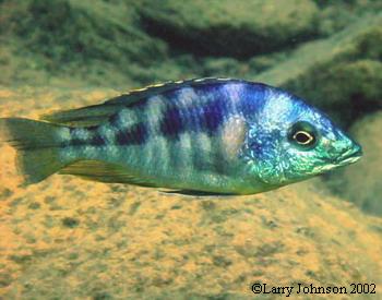 Mylochromis mola