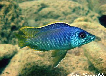 Mylochromis lateristriga "longnose"