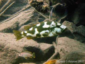 Nimbochromis livingstoni
