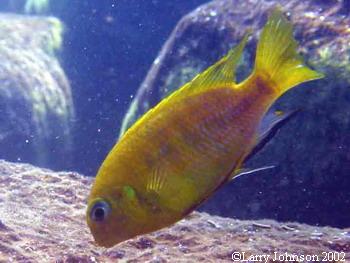 Tropheops macrothalmus