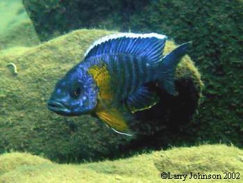 Aunlonocara stuartgranti "chiloelo"