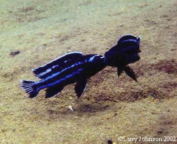 Melanochromis johanni"eastern"