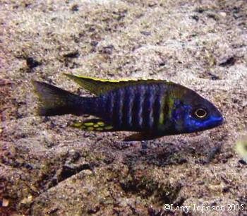 Aulonocara "chitende type"