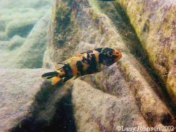 Metriclima zebra female