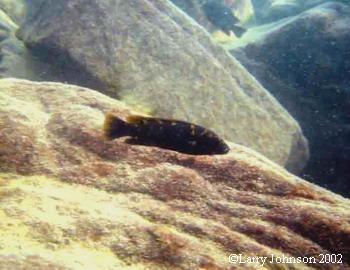 Melanochromis baliodigma