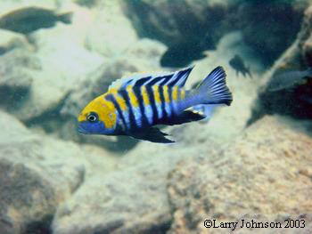 Cynotilapia afra "cobwe" Mozambique